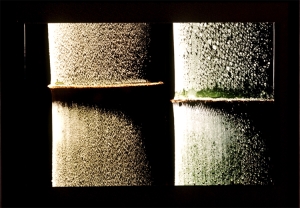 이슬맺은 대나무